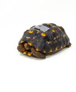 Brazilian Cherryhead Red Foot Tortoise Adult Female 14- #BCRFTAF14