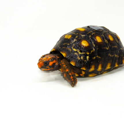 DSC 9304 1024x 430x430