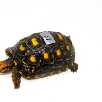 Brazilian Cherryhead Red Foot Tortoise Adult Female 15 - #BCRFTAF15