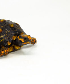 Alternative view of Brazilian Cherryhead Red Foot Tortoise Adult Female 16 - #BCRFTAF16