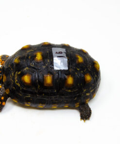 Brazilian Cherryhead Red Foot Tortoise Adult Female 16 - #BCRFTAF16