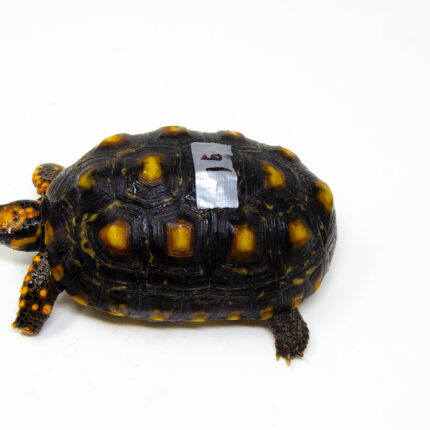 Brazilian Cherryhead Red Foot Tortoise Adult Female 16 - #BCRFTAF16