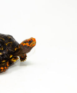 DSC 9314 1024x 247x296