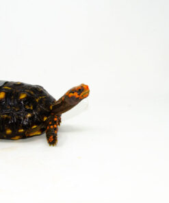 DSC 9315 1024x 247x296