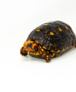 DSC 9320 1024x 247x296