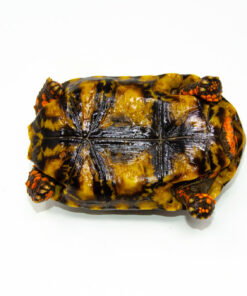 DSC 9321 1024x 247x296