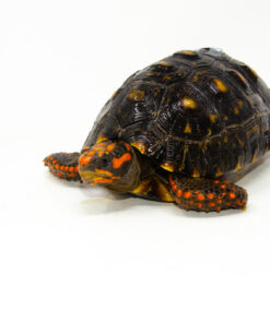 DSC 9324 1024x 247x296