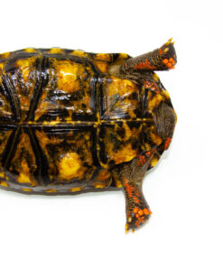 DSC 9325 1024x 247x296