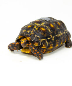 DSC 9328 1024x 247x296