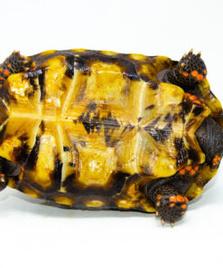 DSC 9329 1024x 247x296