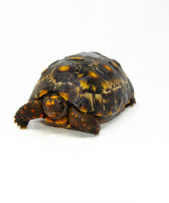 Brazilian Cherryhead Red Foot Tortoise Adult Female 17 - #BCRFTAF17