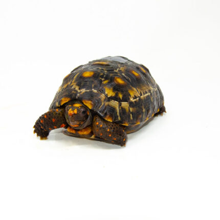 Brazilian Cherryhead Red Foot Tortoise Adult Female 17 - #BCRFTAF17