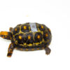 Brazilian Cherryhead Red Foot Tortoise Adult Female 18 - #BCRFTAF18 DSC 9349 1024x 100x100