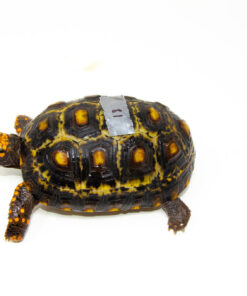 Brazilian Cherryhead Red Foot Tortoise Adult Female 18 - #BCRFTAF18