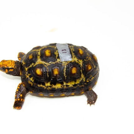Brazilian Cherryhead Red Foot Tortoise Adult Female 18 - #BCRFTAF18