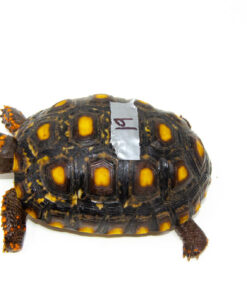 Brazilian Cherryhead Red Foot Tortoise Adult Female 19 - #BCRFTAF19