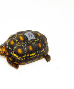 Brazilian Cherryhead Red Foot Tortoise Adult Female 20 - #BCRFTAF20