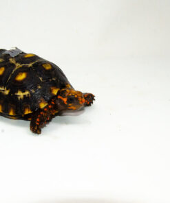 Brazilian Cherryhead Red Foot Tortoise Adult Female 21 - #BCRFTAF21