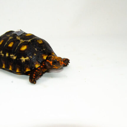Brazilian Cherryhead Red Foot Tortoise Adult Female 21 - #BCRFTAF21