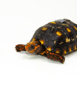 DSC 9360 1024x 247x296