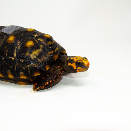 DSC 9367 1024x 430x430