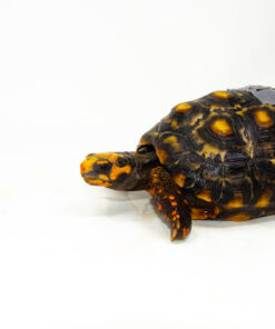 DSC 9368 1024x 247x296