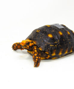 DSC 9372 1024x 247x296