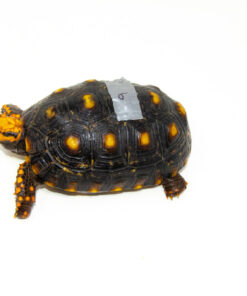 DSC 9373 1024x 247x296