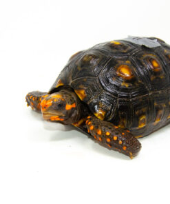 DSC 9376 1024x 247x296