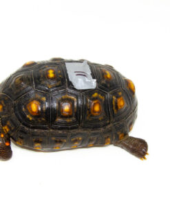 DSC 9377 1024x 247x296