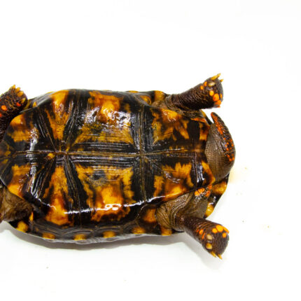 DSC 9378 1024x 430x430