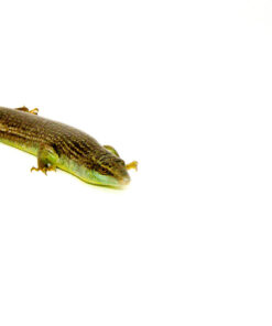 DSC 9537 1024x 247x296