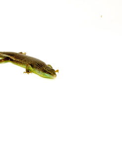 DSC 9538 1024x 247x296