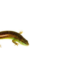 Indonesian Emerald Tree Skink (Dasia olivacea)