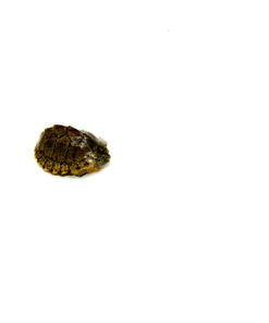Alternative view of Razor backed Musk Turtle (Sternotherus carinatus)