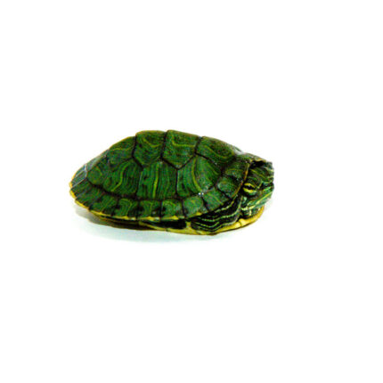 Baby Red Eared Slider Turtle (Trachemys elegans)