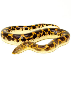 Saharan sand boa (Eryx muelleri)