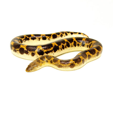 Saharan sand boa (Eryx muelleri)