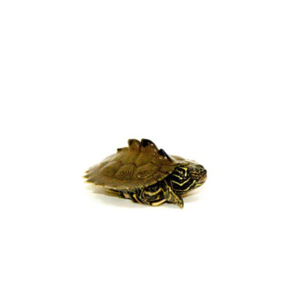 Southern Black-knobbed Sawback Map Turtle (Graptemys nigrinoda delticola)