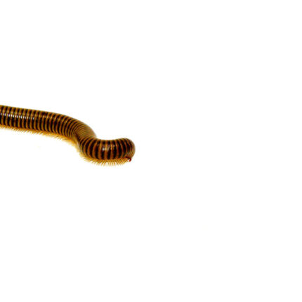 DSC 9660 1024x 430x430