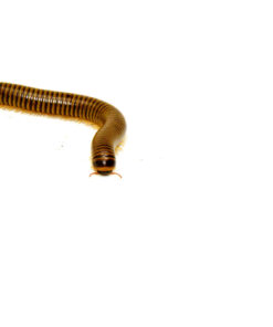 Blonde Pink Footed Millipede (Narceus americanus)