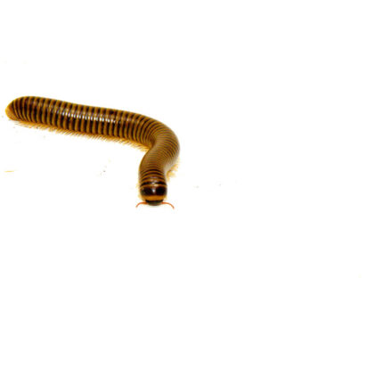 Blonde Pink Footed Millipede (Narceus americanus)