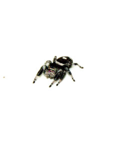 Regal Jumping Spider Adults (Phidippus regius)