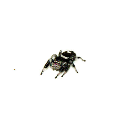Regal Jumping Spider Adults (Phidippus regius)