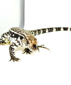 DSC 9686 1024x 247x296