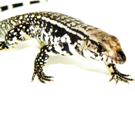 DSC 9687 1024x 430x430