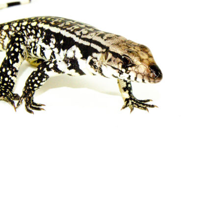 Blue Tegu Babies (Salvator merianae)