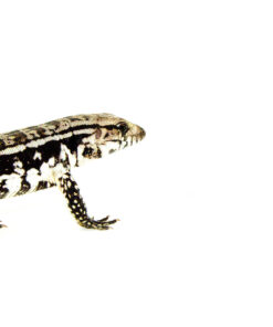 DSC 9690 1024x 247x296