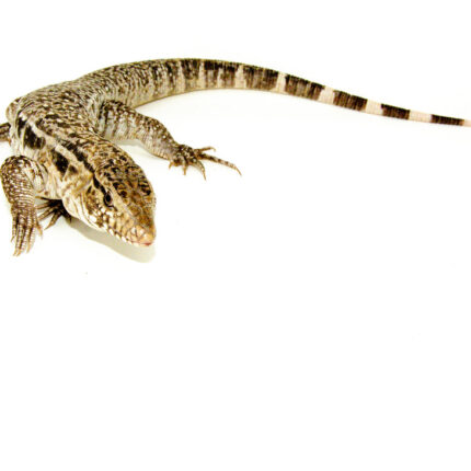 Anerythristic Red Tegu Babies (Salvator rufescens)