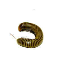 Smokey Oak Millipede (Narceus gordanus)